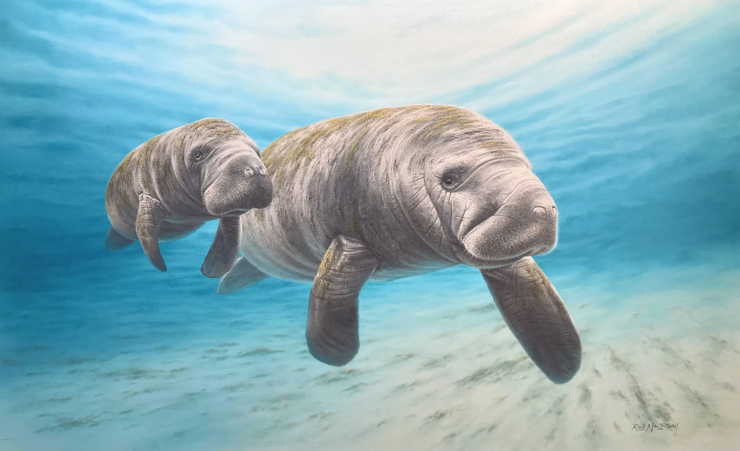Photorealistic painting of manatees underwater near the bottom