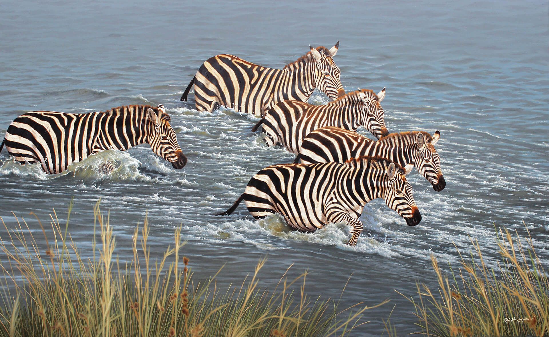 Photorealistic painting of zebras running through river