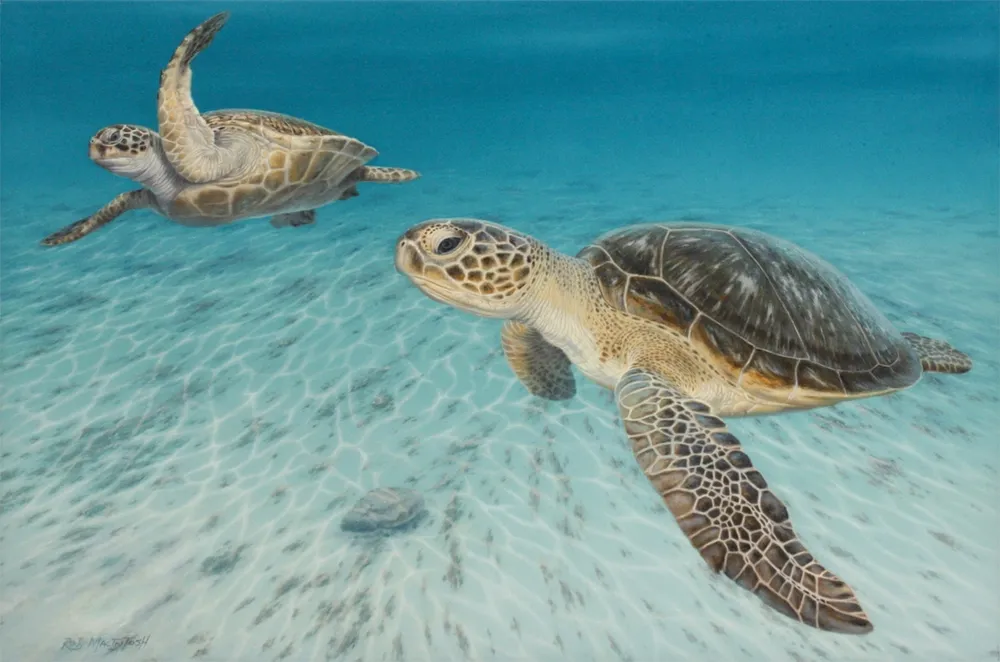 Photorealistic painting of two turtles swimming near the seabed