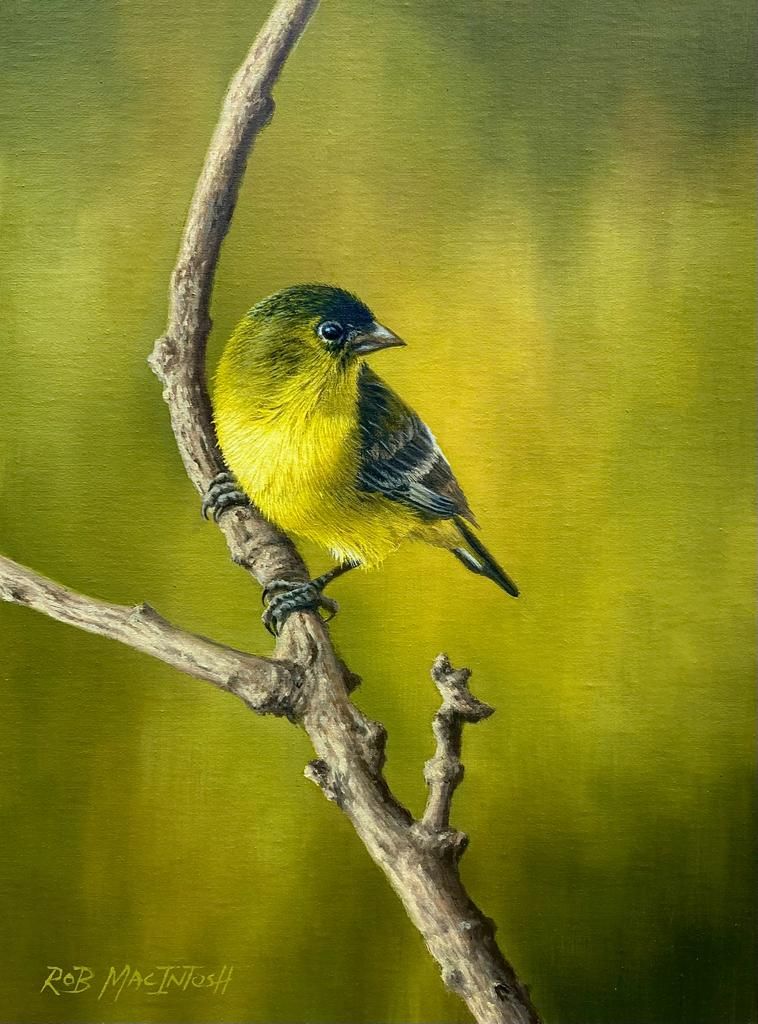 Cactus Wren on a Cactus