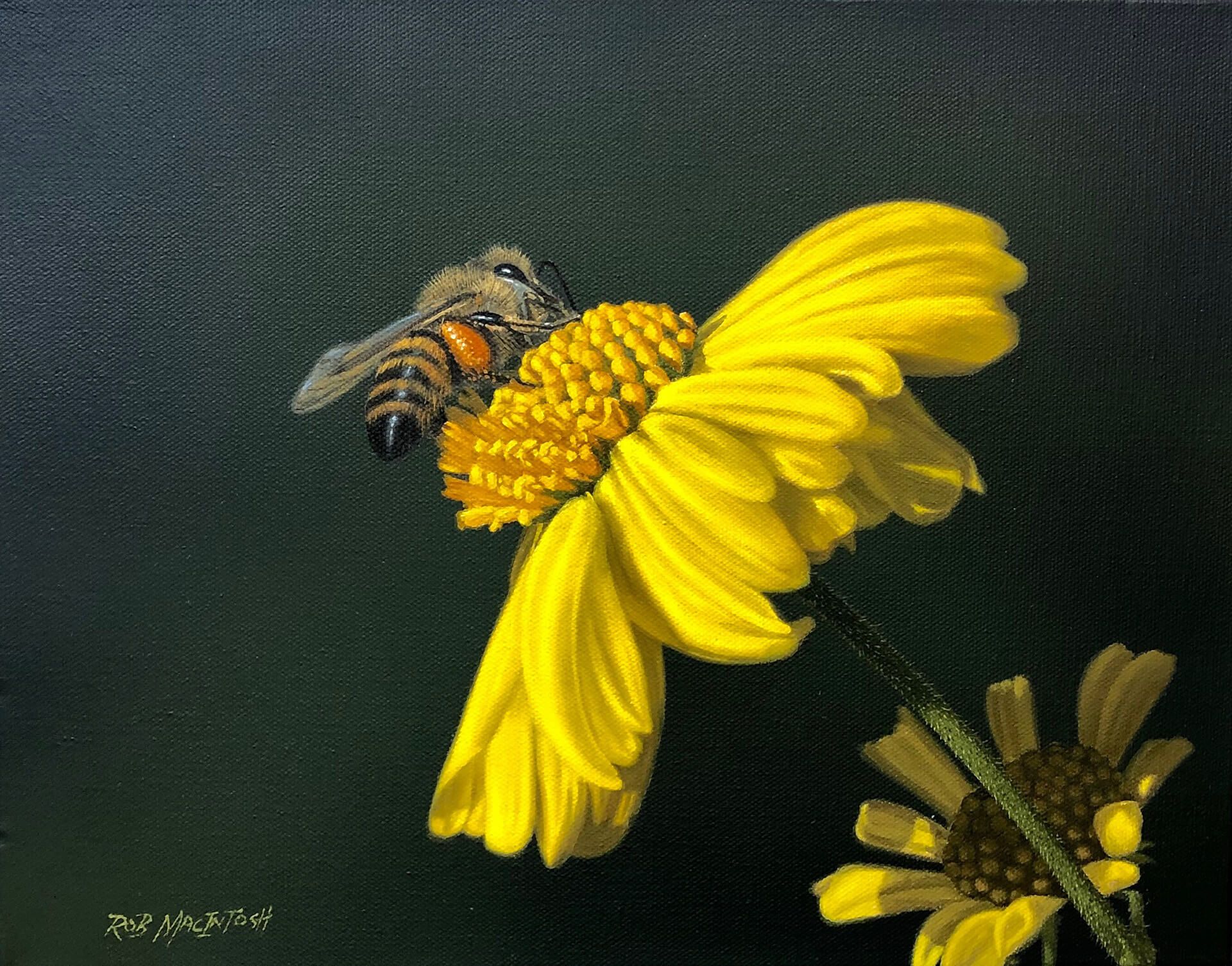 Photorealistic painting of a bee on a dandelion 