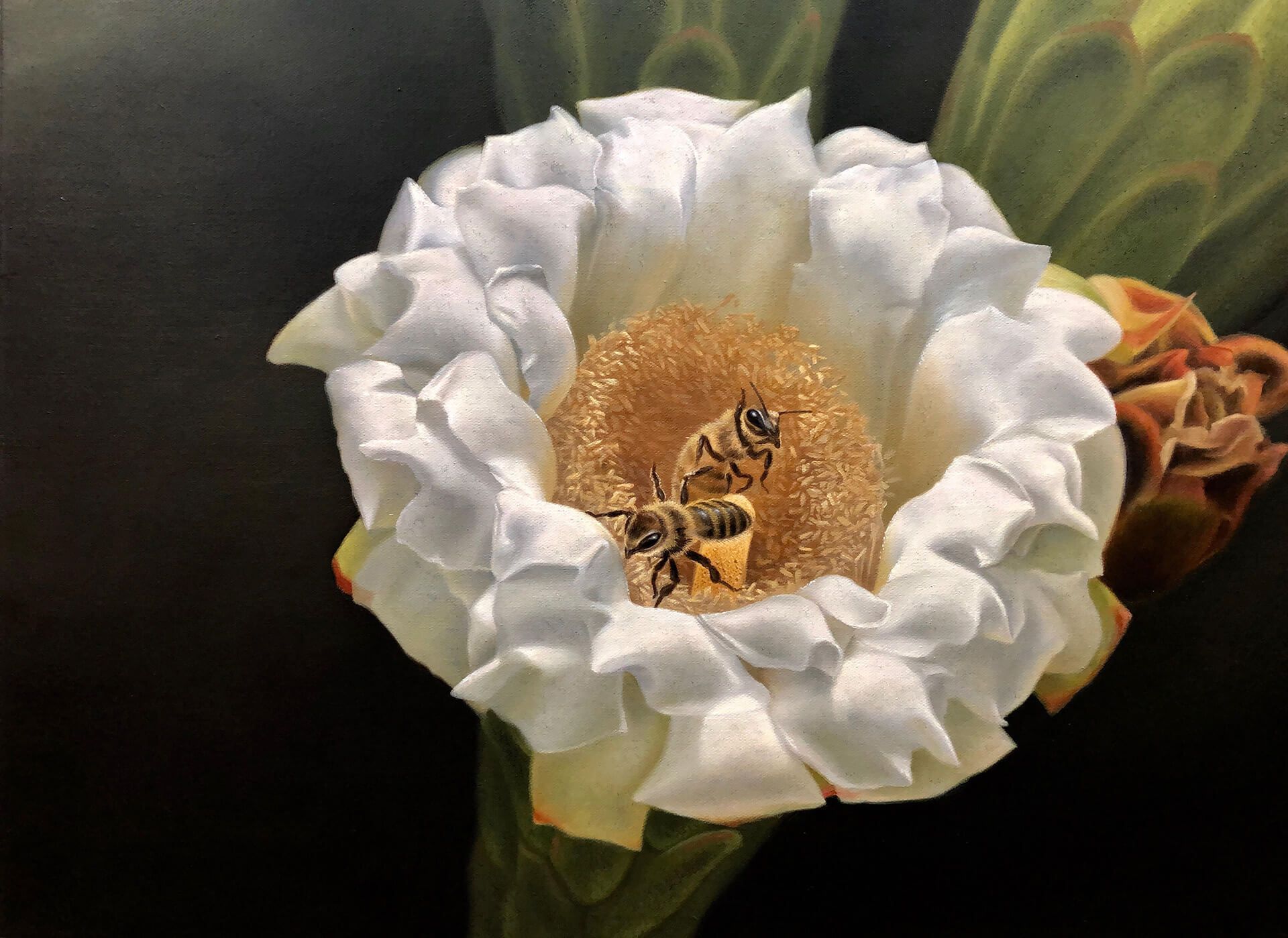 Photorealistic painting of two bees in a cactus bloom