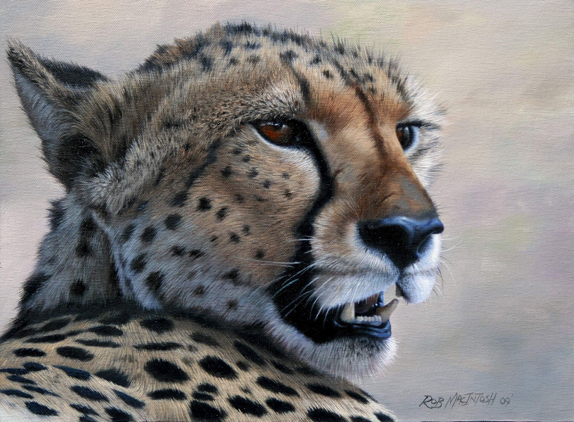 Photorealistic painting of a cheetah looking at something