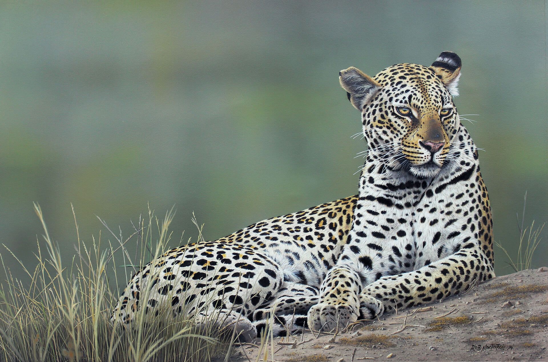 Photorealistic painting of a leopard resting