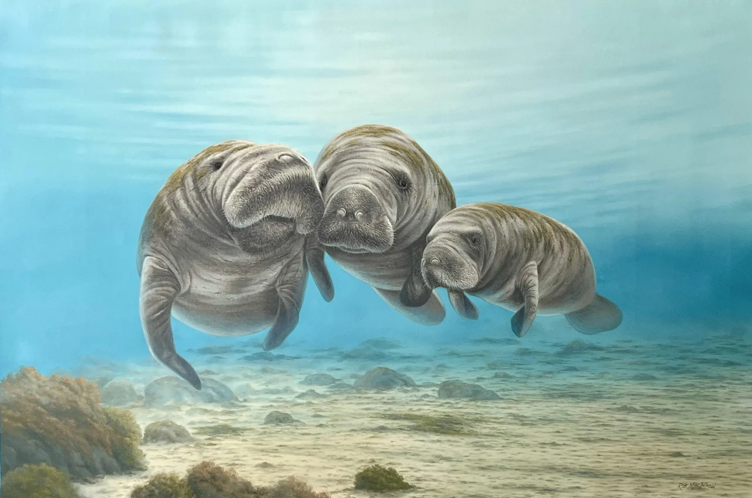 Photorealistic painting of three manatees swimming near the seabed