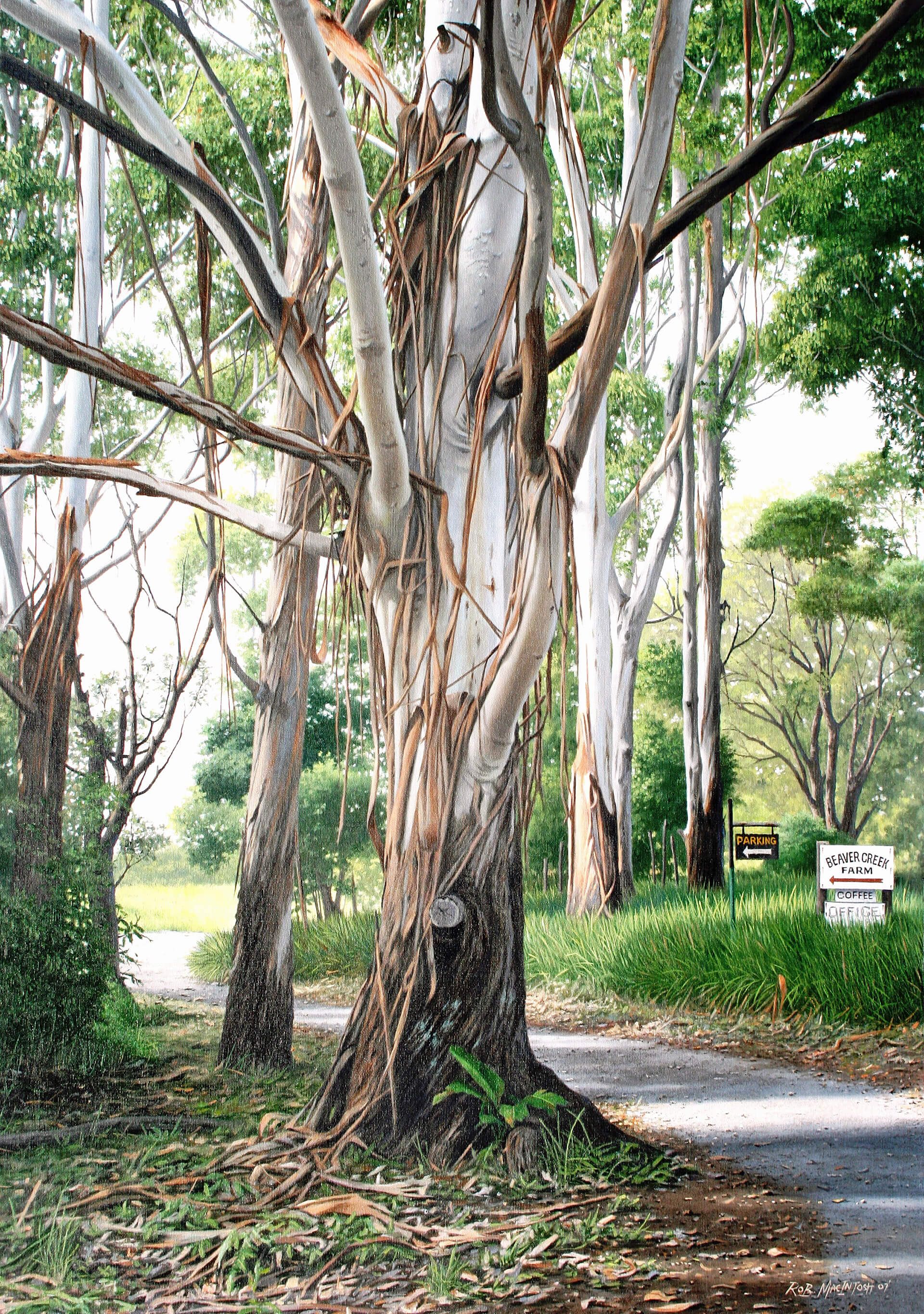 Photorealistic painting of a bluegum tree
