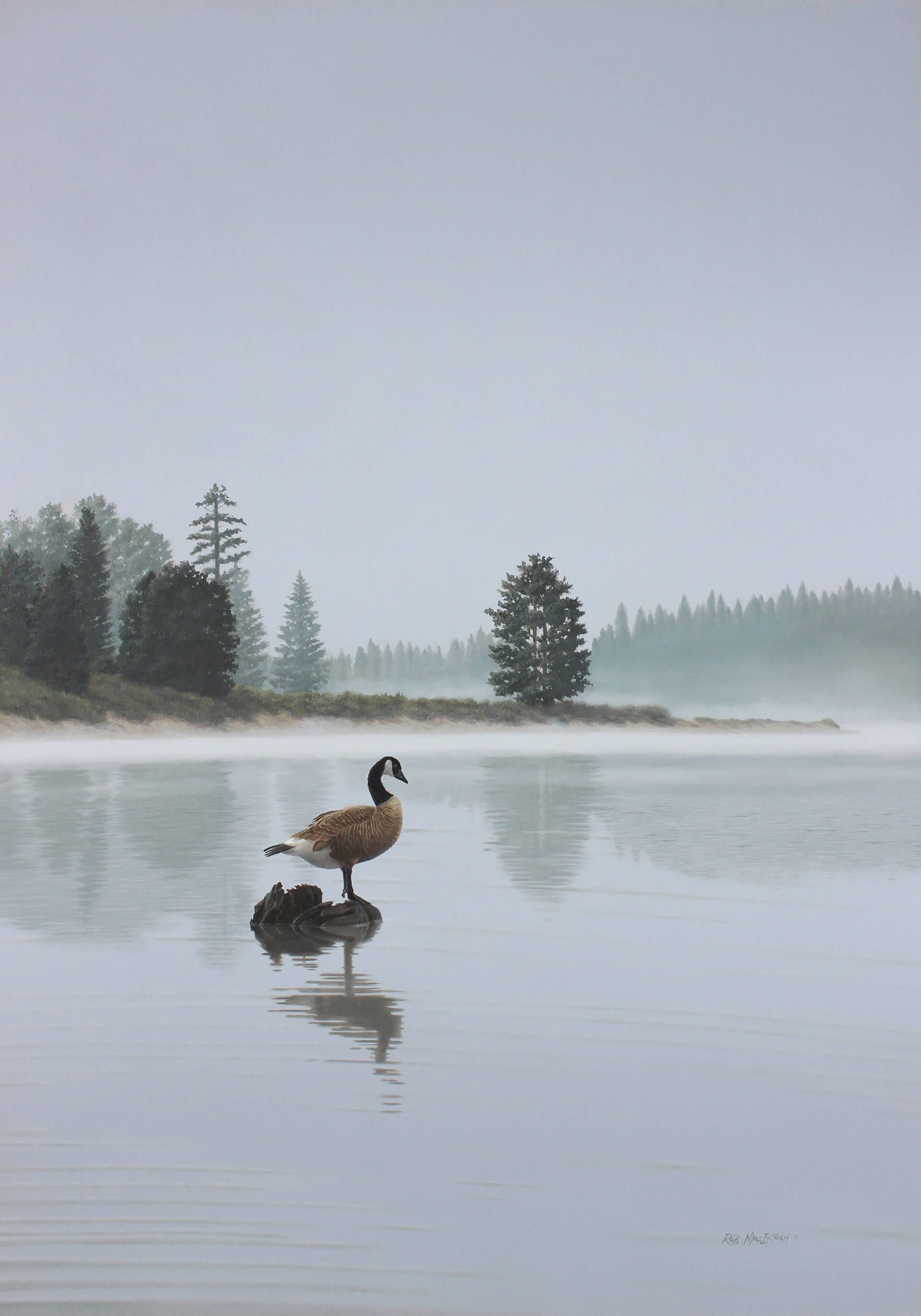 Photorealistic painting of Canadian goose standing over a misty lake