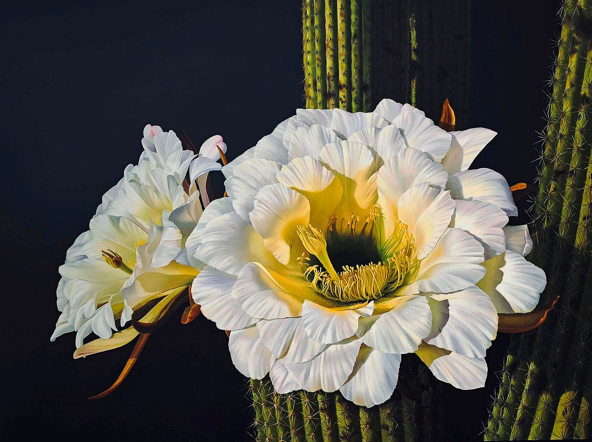 Photorealistic painting of a saguaro cactus bloom