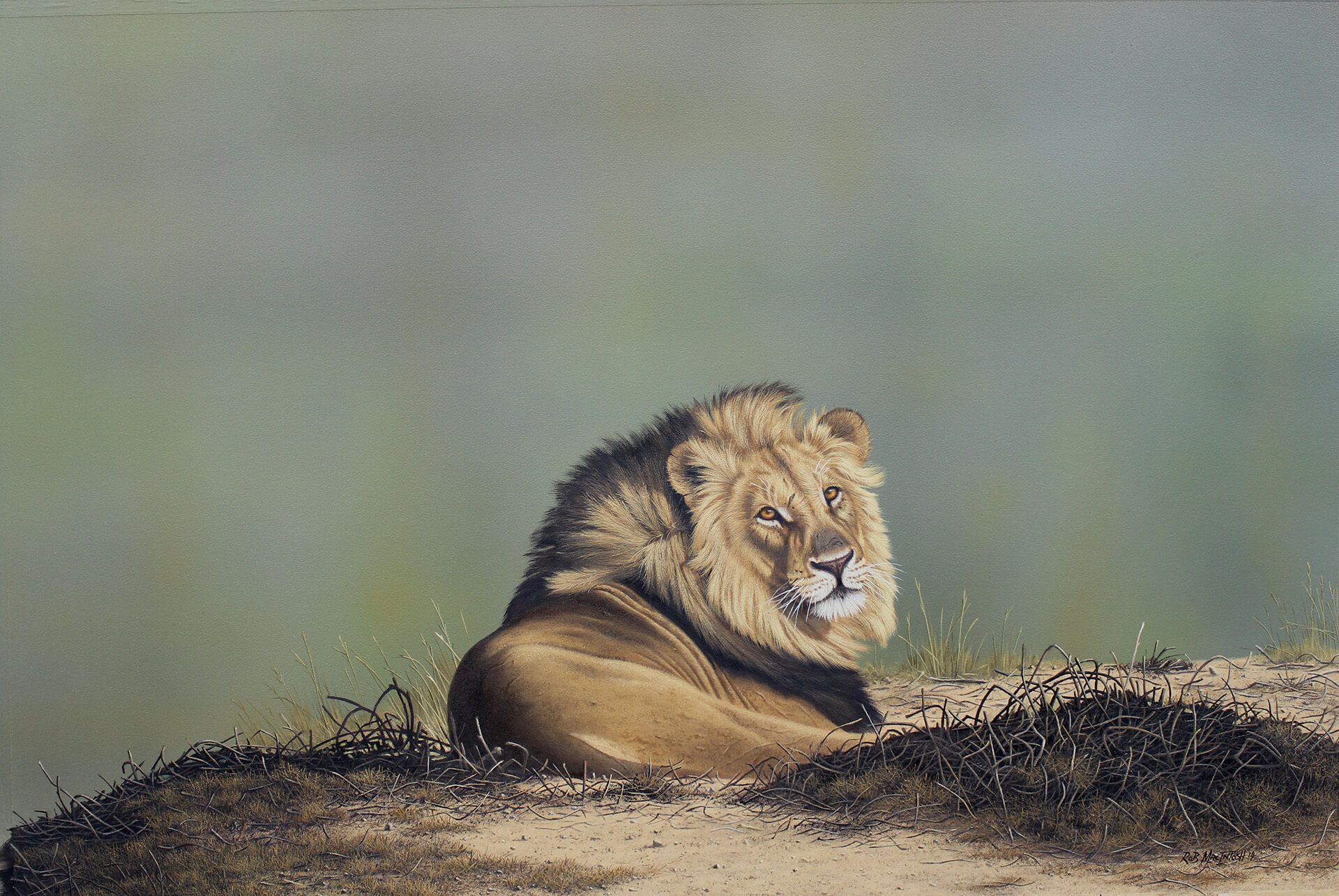 Photorealistic painting of a maned lion laying down