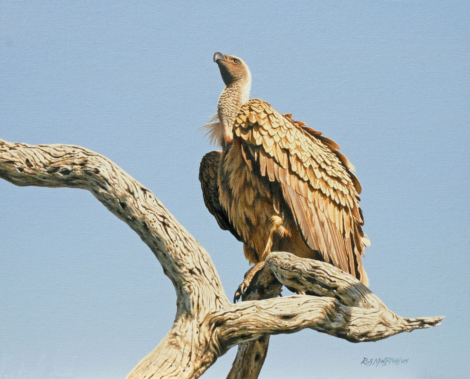 Photorealistic painting of a vulture perched in a tree