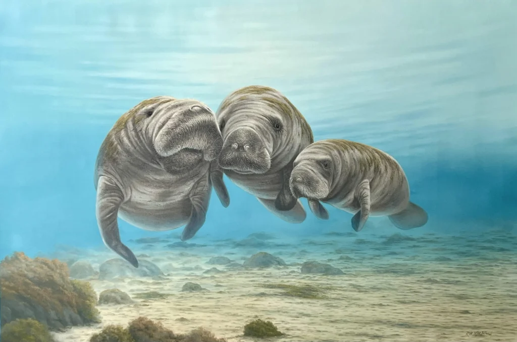 Photorealistic painting of three manatees swimming near the seabed